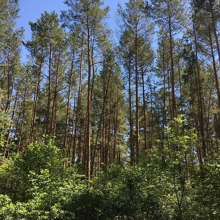 Im Wald